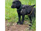 Labrador Retriever Puppy for sale in Sutherlin, VA, USA