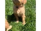 Golden Retriever Puppy for sale in Bakersfield, CA, USA