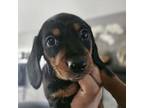 Dachshund Puppy for sale in Cedar Rapids, IA, USA