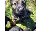 German Shepherd Dog Puppy for sale in North Dartmouth, MA, USA