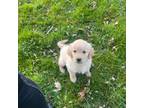 Golden Retriever Puppy for sale in Erin, NY, USA