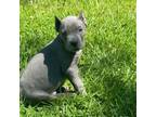 Cane Corso Puppy for sale in Hopkinsville, KY, USA