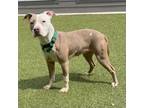 Adopt Sienna a Pit Bull Terrier, Mixed Breed
