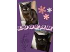 Adopt Loofah a Domestic Short Hair