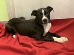 Adopt Jayna a Pit Bull Terrier, Mixed Breed