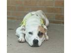 Adopt Roxy a Pit Bull Terrier, Mixed Breed
