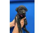 Adopt RAYA a Labrador Retriever, Mixed Breed