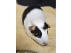 Adopt Parsley a Guinea Pig