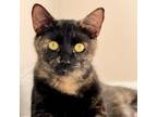 Adopt Fiona a Domestic Short Hair