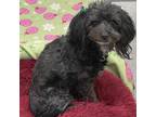 Adopt Marley a Shih Tzu, Mixed Breed