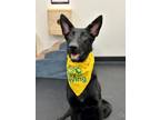 Adopt Lilo aka Dahlia a German Shepherd Dog