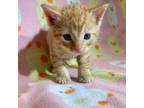 Adopt Delila_2 a Domestic Short Hair