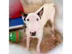 Adopt Surf a Bull Terrier