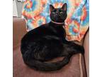 Adopt Chloe a American Shorthair