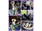 Adopt Enid a Mixed Breed