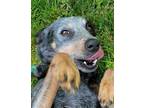 Adopt DIXIE a Australian Cattle Dog / Blue Heeler