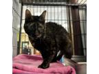 Adopt Sally a Domestic Short Hair