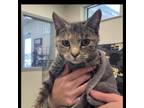 Adopt Sheria a Domestic Short Hair