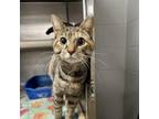 Adopt Cayenne a American Shorthair