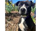 Adopt Gladys a Pit Bull Terrier