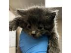 Adopt CAB-Stray-ca537_3 a Domestic Medium Hair