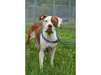 Adopt Birdie - Adoptable a Pit Bull Terrier, Mixed Breed