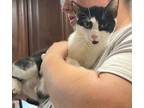 Adopt Lindy - Stray Hold a Domestic Short Hair