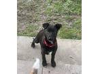 Adopt Una a Black Labrador Retriever, Mixed Breed