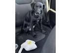 Adopt Ula a Labrador Retriever