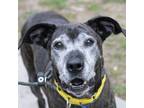 Adopt Lucy a Mixed Breed