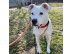 Adopt Winter a Mixed Breed