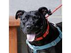 Adopt Nelly a Mixed Breed