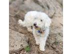Adopt Daisy a Poodle, Mixed Breed