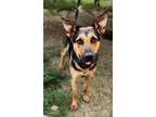 Adopt Bree Bree a German Shepherd Dog