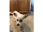 Adopt Fae a Chinese Crested Dog