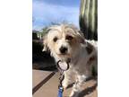 Adopt Faith a Chinese Crested Dog