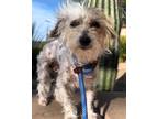 Adopt Farrah a Chinese Crested Dog
