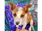 Adopt Daisy Tonopah a Australian Cattle Dog / Blue Heeler