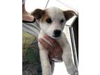 Adopt Charlotte - C5 a Pembroke Welsh Corgi