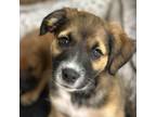 Adopt Farris CFS 240030437 a German Shepherd Dog