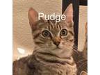 Adopt Pudge a Domestic Short Hair