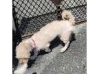 Adopt Loretta Lynn a Pekingese