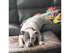 Adopt Ivy a Pit Bull Terrier, Mixed Breed
