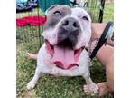 Adopt Ivy a Pit Bull Terrier, Mixed Breed