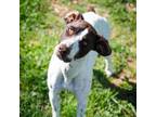 Adopt Jade a German Shorthaired Pointer