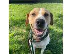 Adopt Styx a Foxhound, Mixed Breed