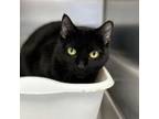 Adopt Zelda a Domestic Short Hair