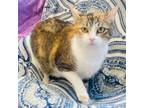 Adopt Malania a Domestic Short Hair