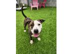 Adopt Josie a Pit Bull Terrier