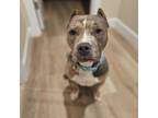 Adopt Lucy a Pit Bull Terrier